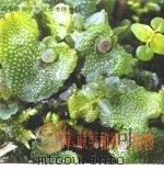 苔藓、蕨类和裸子植物（1985 PDF版）