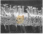PROCEEDINGS OF THE FIRST KOREA-CHINA JOINT SEMINAR FOR MYCOLOGY（ PDF版）