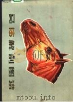 马体解剖图谱（1979 PDF版）