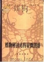 植物解剖结构显微图谱（1983 PDF版）
