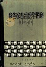 彩色家畜组织学图谱（1979 PDF版）