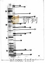 谱图编号波长范围表 1981 PDF电子版封面 15062·3651 钱振彭,王长庆编
