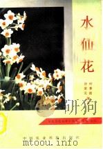 水仙花 1992 PDF电子版封面 7800263797 许荣义,叶季波编著