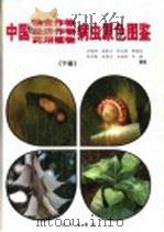 中国粮食作物、经济作物、药用植物病虫原色图鉴 下 1999 PDF电子版封面 7805955425 吕佩珂,高振江,张宝棣,郝俊星,张冬梅,苏慧兰,王树林,吕超