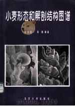 小麦形态和解剖结构图谱 1983 PDF电子版封面 13209·77 徐是雄,朱征编著