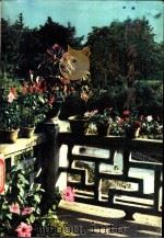 阳台养花 1983 PDF电子版封面 16200·31 本社编