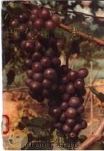 现代葡萄栽培 1992 PDF电子版封面 7532328317 陈履荣编著