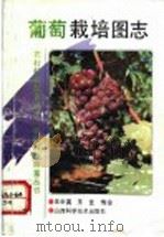 葡萄栽培图志 1993 PDF电子版封面 7537707960 王中英,王艺编绘