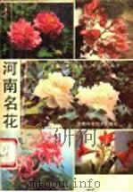 河南名花 1986 PDF电子版封面 13245·62 魏泽圃,安大化,张振中编著