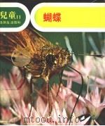 儿童自然生活百科 11 蝴蝶 1979 PDF电子版封面 地球出版社编译小组编译