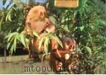 中国野生动物集锦 6 1984 PDF电子版封面 7150·图片1796 余家璜,洪波编文