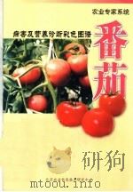 农业专家系统 病害及营养诊断彩色图谱 番茄 PDF电子版封面 北京农业信息技术研究中心