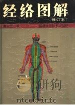 经络图解   1991  PDF电子版封面  7533504879  蔺云桂著 