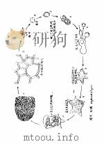 植物学图（ PDF版）