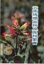 云南烤烟品种及良种繁育 1983 PDF电子版封面 16116·249 雷永和编著