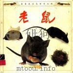 看看我是怎样长大的 老鼠 1995 PDF电子版封面 7801030575 安吉拉·罗伊斯顿著