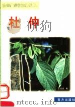杜仲 1999 PDF电子版封面 7806097813 匡见兵编