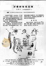 沙蚕的有性生殖（ PDF版）