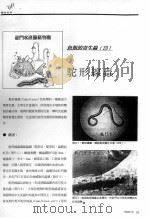 驼形缐虫 PDF电子版封面