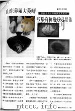 山东养殖大菱鲆胶质高价格好远景佳 PDF电子版封面