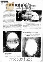 热带观赏鱼：红尾皇冠（ PDF版）