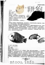热带观赏鱼的品种及饲养（ PDF版）