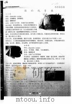 海水观赏鱼 人字蝶 咖啡蝶 非洲迷你神仙 PDF电子版封面