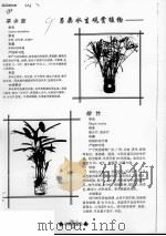 另类水生观赏植物  旱伞草  棕竹  水培花卉  琴叶喜林芋  海芋（ PDF版）