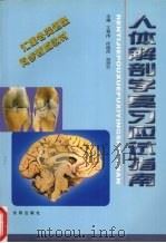 人体解剖学复习应试指南 1998 PDF电子版封面 7544110702 王有伟等主编