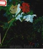 黄永玉画集（1980 PDF版）