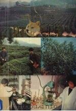 1949-1984科研论文汇编 1984 PDF电子版封面 江西省九江市修水茶叶科学研究所编