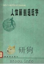 人体解剖组织学 1985 PDF电子版封面 7284·564 甘淑潭编
