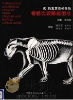 虎、豹及其类似动物骨骼比较解剖图志 1995 PDF电子版封面 750671390X 陈代贤主编;门启洪等编著