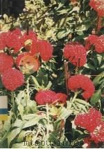 生草药认识 下 1991 PDF电子版封面 9810027028 黄怀得编撰