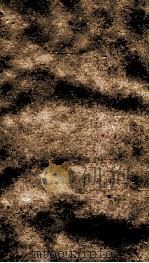 二十四史  元史  卷51-53（ PDF版）