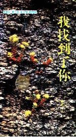 东方诗卷 我找到了你 1994 PDF电子版封面 7532910481 楚原著