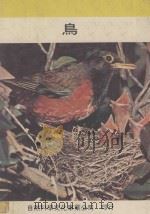 鸟 1980 PDF电子版封面 高岛春雄等原著;蒋宣让译;谢英珠校订
