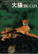 大猫 1998 PDF电子版封面 753050858X (美)(A.克利夫)Andrew Cleave著