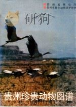 贵州珍贵动物图谱 1988 PDF电子版封面 7541300306 贵州省林业厅,贵州省野生动物保护协会编
