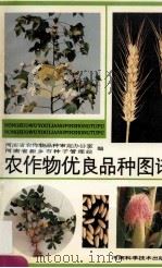 农作物优良品种图谱 1993 PDF电子版封面 7534911850 河南省农作物品种审定办公室,河南省新乡市种子管理站编;陈合群