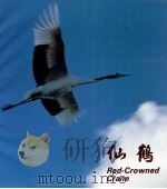 仙鹤 1989 PDF电子版封面 9622381294 慕艾撰文并摄影;车书栋,韩略主编;吉林省对外文化交流中心编辑
