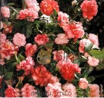 云南山茶花 1981 PDF电子版封面 8116827 中国科学院昆明植物研究所编