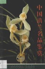 中国滇兰名品鉴赏 1993 PDF电子版封面 754100863X 陈贵,方沛章编著