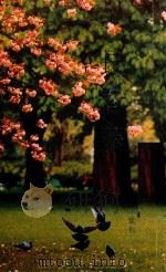 长春藤   1989  PDF电子版封面    年腊梅著 