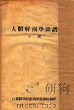 人体解剖学图谱  下（1955 PDF版）