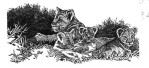 African Lions And Cats（ PDF版）