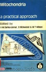 MITOCHONDRIA A PRACTICAL APPROACH PDF电子版封面 1852210338 V M DARLEY-USMAR D RICKWOOD
