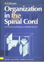 ORGANIZATION IN THE SPINAL CORD THE ANATOMY AND PHYSIOLOGY OF IDENTIFIED NEURONES PDF电子版封面 3540105492 A.G.BROWN