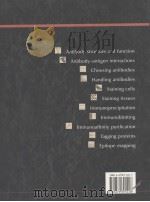 USING ANTIBODIES A LABORATORY MANUAL（1999 PDF版）