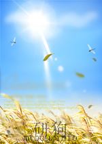 DEVELOPMENTS IN THE INTERNATIONAL HARMONIZATION OF ACCOUNTING（ PDF版）